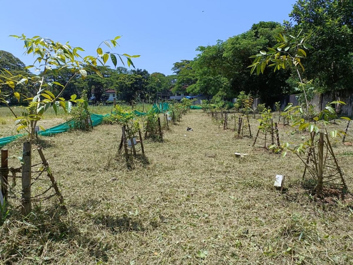 Kawaki site four months after planting.