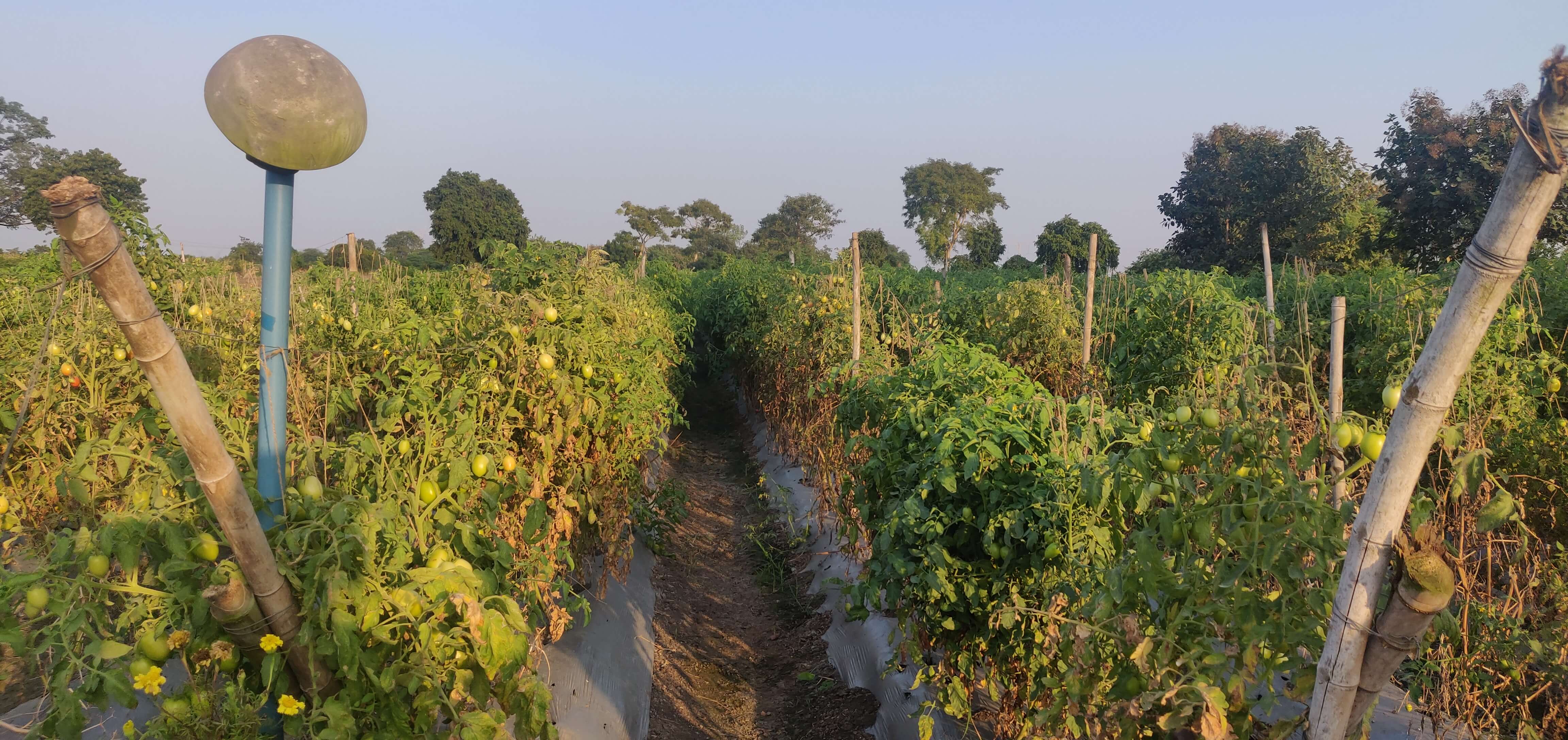 A tomato farm is close to the harvesting stage in November in Madhya Pradesh. Photo by Monika Agarwal/WRI India.