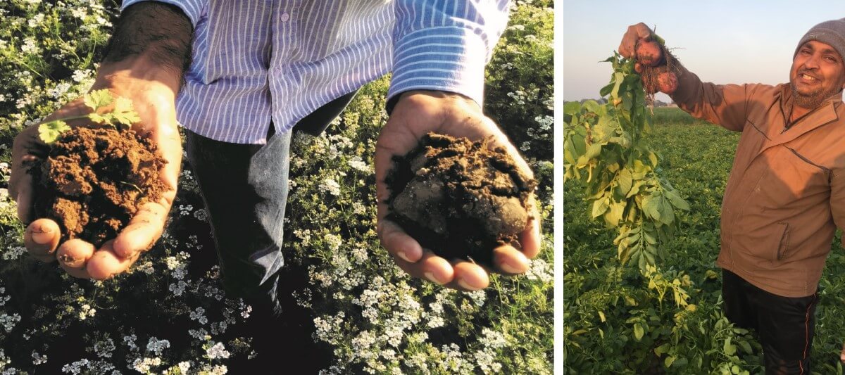 Left – Visible changes in soil properties after application of soil conditioning products; Right – Better quality yields in potato crops in Himatnagar, Gujarat