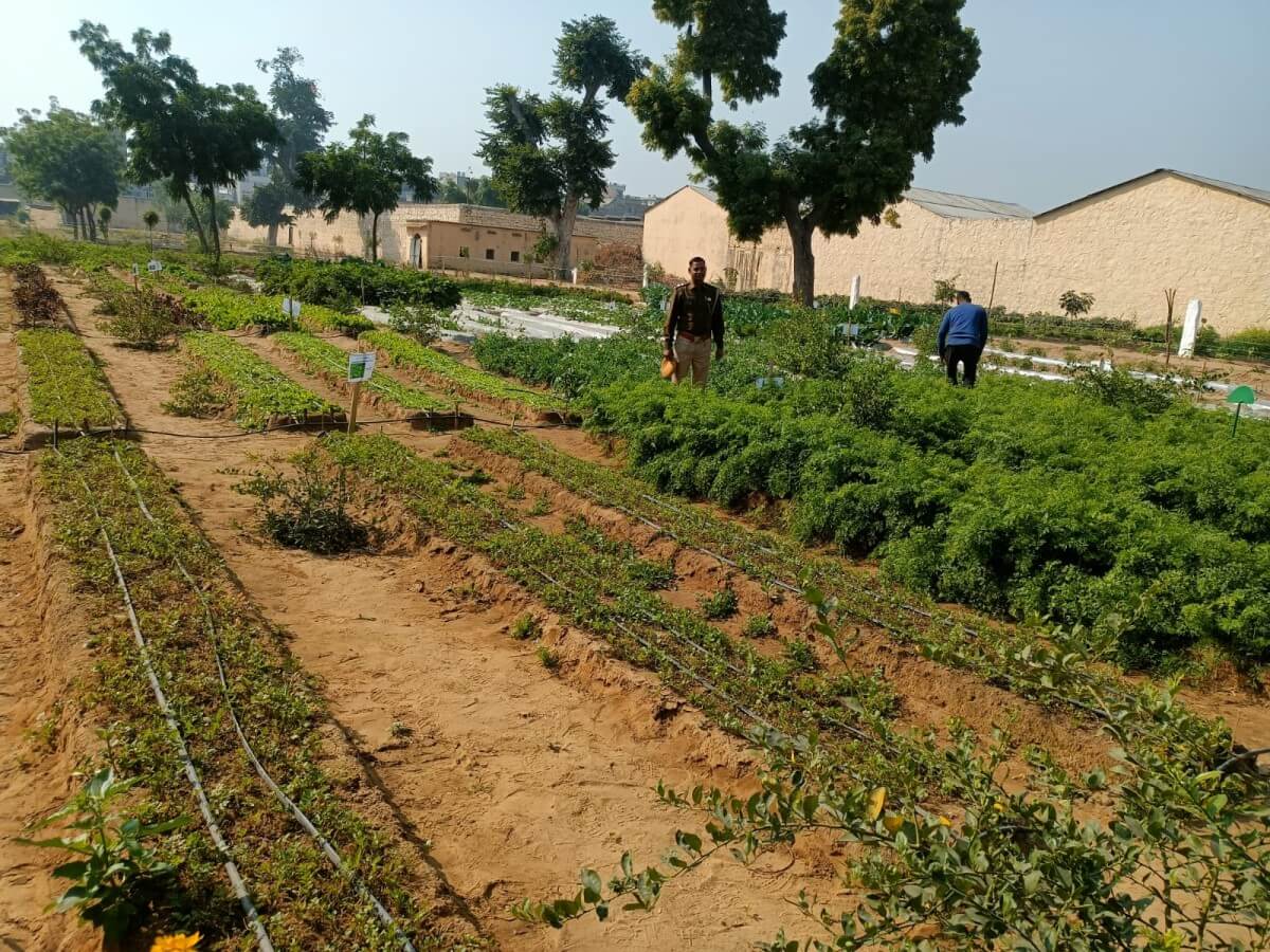 Vegetable and fruit farming at the Jaipur Central Jail.