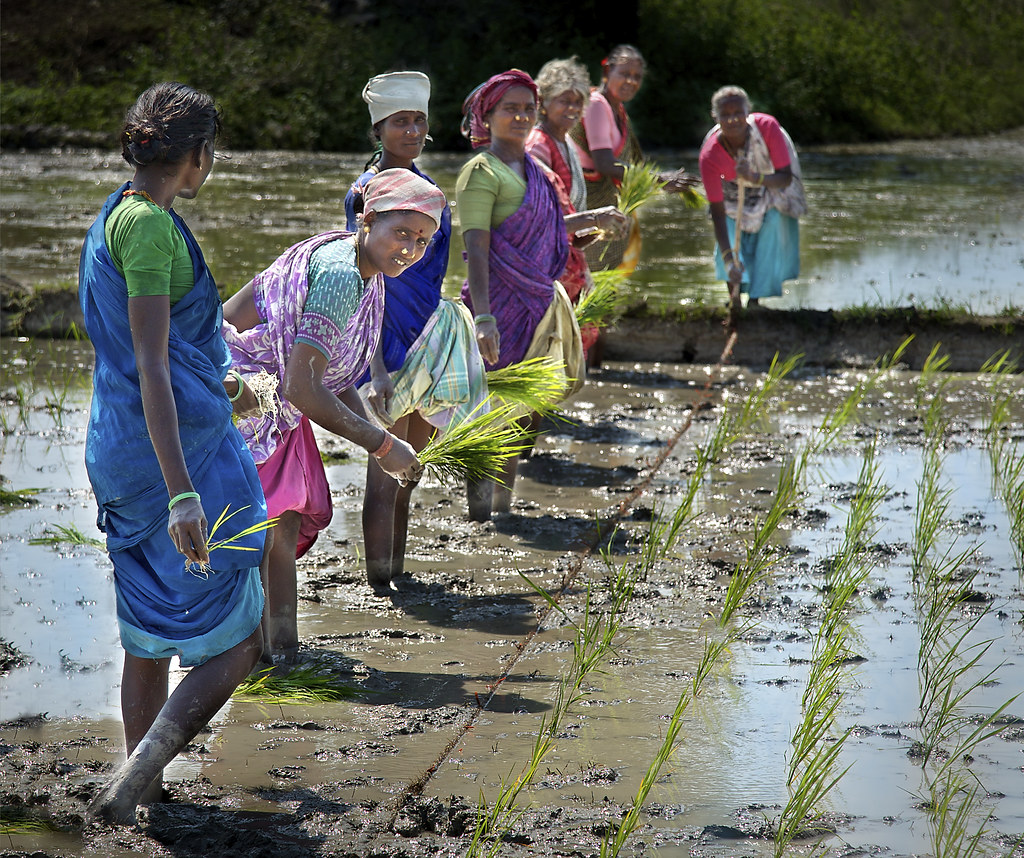 Women farmers planting rice in Tamil Nadu, India. Photo by Michael Foley/Flickr.