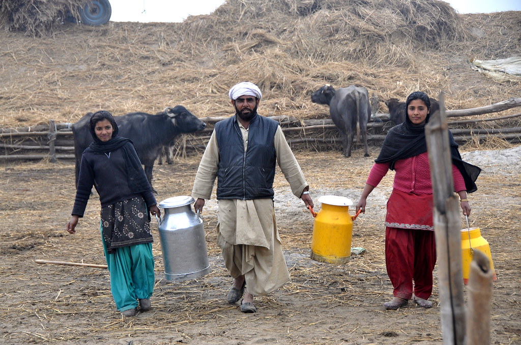 A dairy farming family carrying their cows' milk in Punjab, India. Photo by P. Casier/CGIAR.