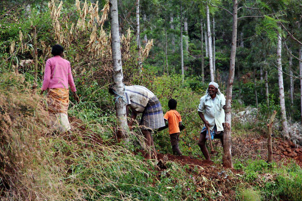 Many rural communities in India practice agroforestry. Photo by James Anderson/WRI